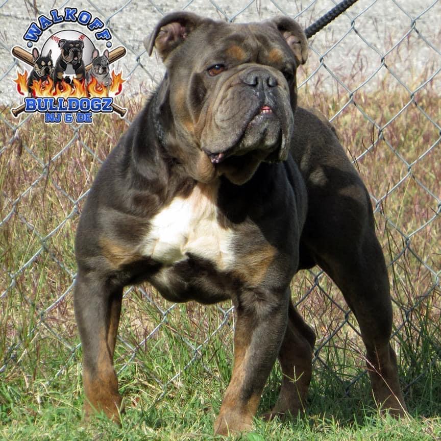 Walkoff Bulldogz Dak | Olde English Bulldogge 