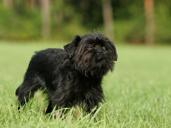 Wichtelchen Flora | Affenpinscher 