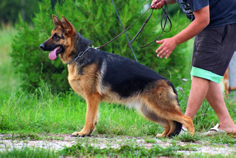 Kely Terra Uva | German Shepherd Dog 