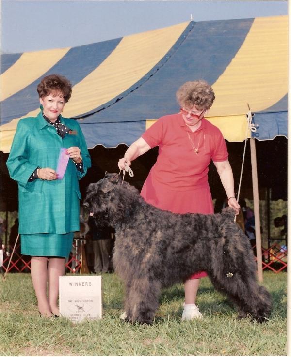 Pal Paris Inca v.d. Duca Vallei | Bouvier des Flandres 