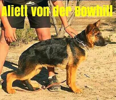 Alyett von der bowhill | German Shepherd Dog 