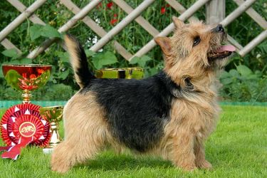 SHUGAR KJUB SNOOKER | Norwich Terrier 