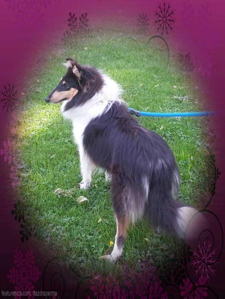 Planet K9 Diamond | Rough Collie 