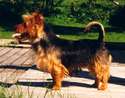 Zeppelin Av Falchebo | Australian Terrier 