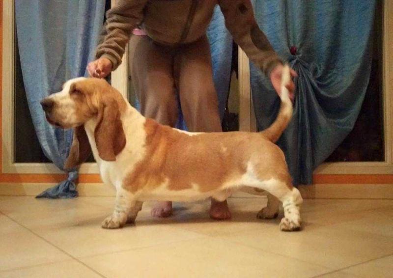 Kuorii Prosecco Superiore D.O.C.G. Extra Dry | Basset Hound 