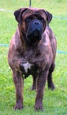 DOROTHY OF THE DAVE-N DOGS | Bullmastiff 