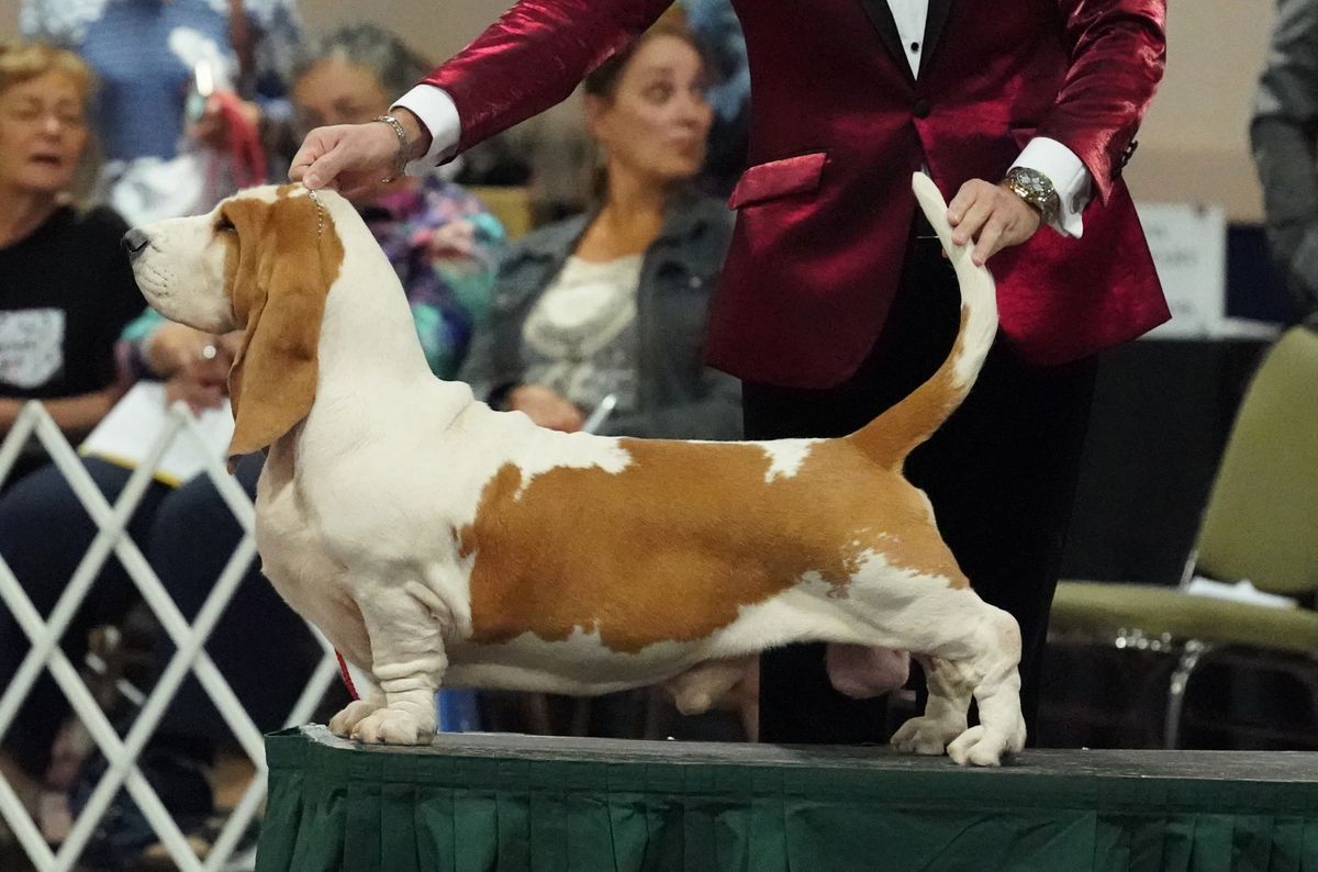 Morning Dew Sweepers Call Me Lucky | Basset Hound 