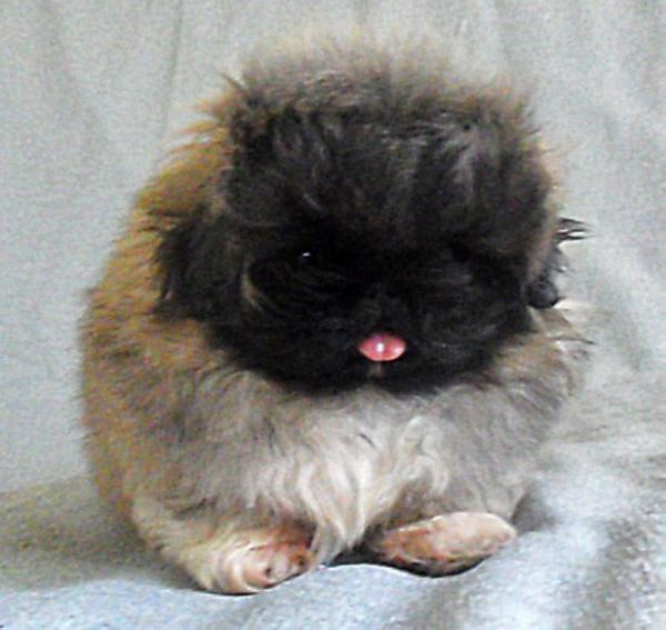 Vam na radost e hoshi akemi | Pekingese 