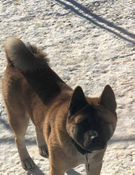 Bruno XX | Akita 