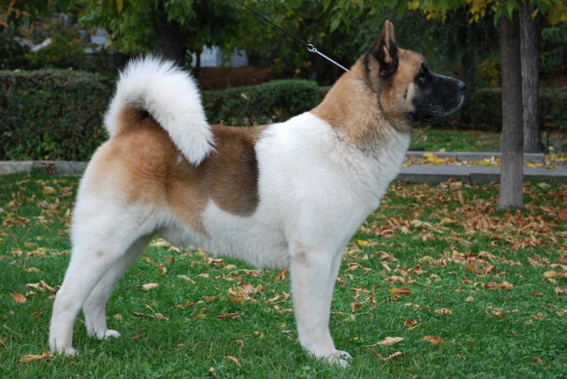 Regal Akitas American Gigolo | Akita 