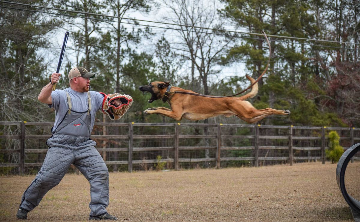 Cyrus Raidon Ryu-Kyu | Belgian Malinois 