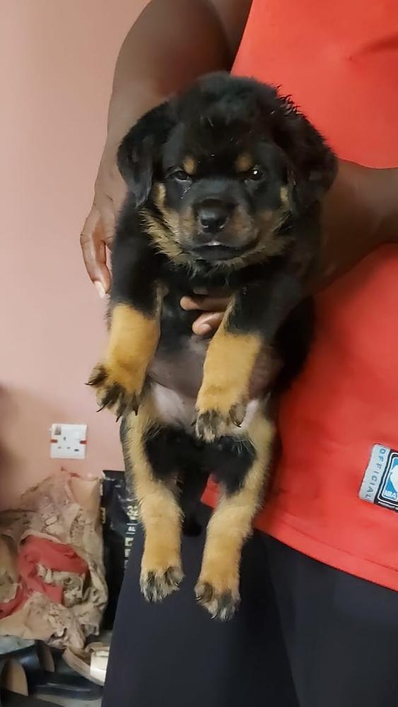 Tacha of BigPaws | Rottweiler 