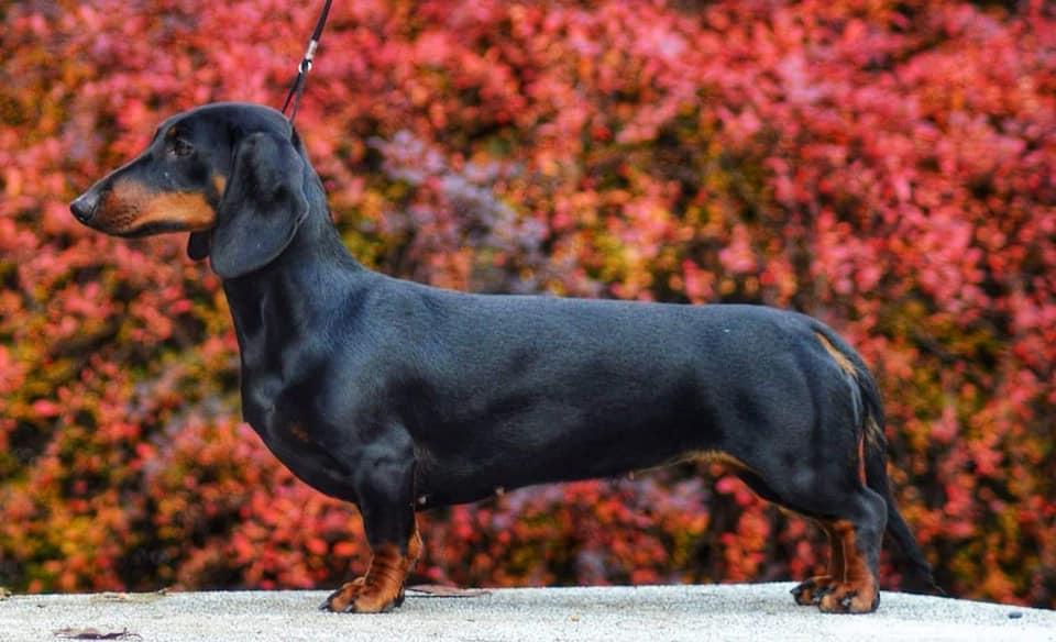 Aidante My Kind Of Girl | Dachshund 