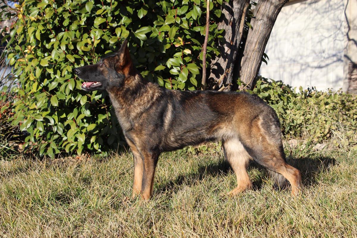 Coven Vom Edelmann | German Shepherd Dog 