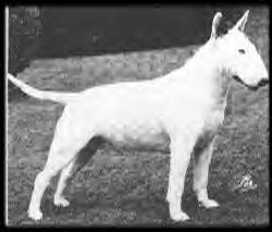 Miss Columbus Of Dajan | Bull Terrier 