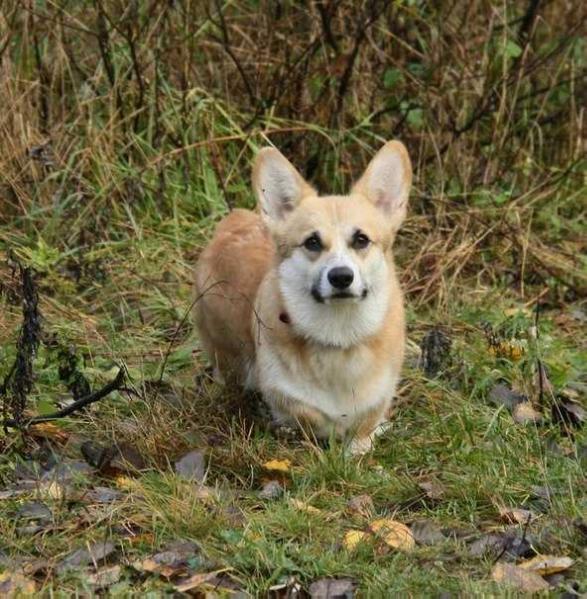Hausbeliv Britania | Pembroke Welsh Corgi 