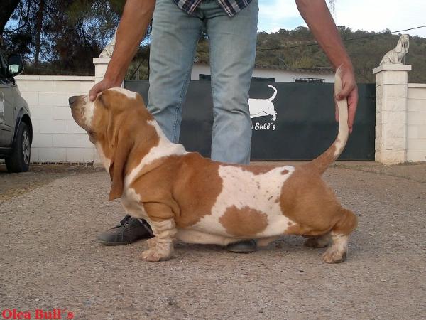 Zack Dos Sete Moinhos | Basset Hound 