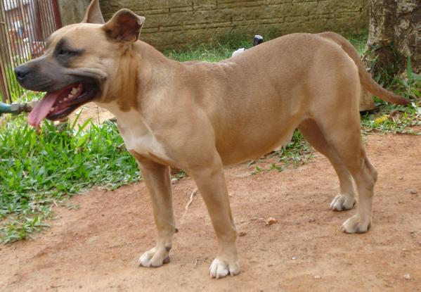 Kira Capola Dinastia Dolzan | American Staffordshire Terrier 