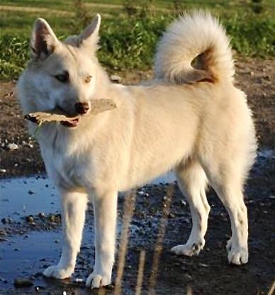 Gloa fra Klettakoti | Icelandic Sheepdog 