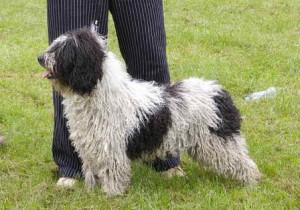 Epifa | Spanish Water Dog 