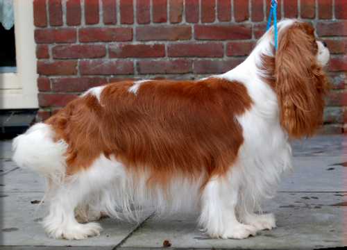 Royal Kiss of an Excellent Choice | Cavalier King Charles Spaniel 