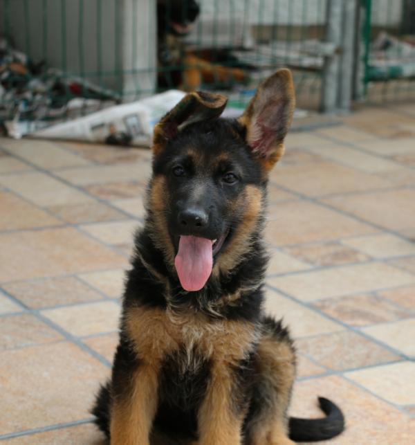 Uran von der Hoffnungsweiden | German Shepherd Dog 