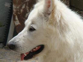 Victória of Weiber Schaferhund FAB | White Swiss Shepherd Dog 