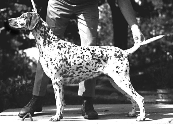 Stocklore Hybrid | Dalmatian 