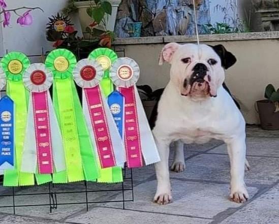 Bellaforza's Kulina of Ice Storm | Olde English Bulldogge 