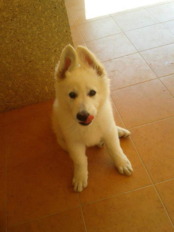 Frankie od Kunovského lesa | White Swiss Shepherd Dog 