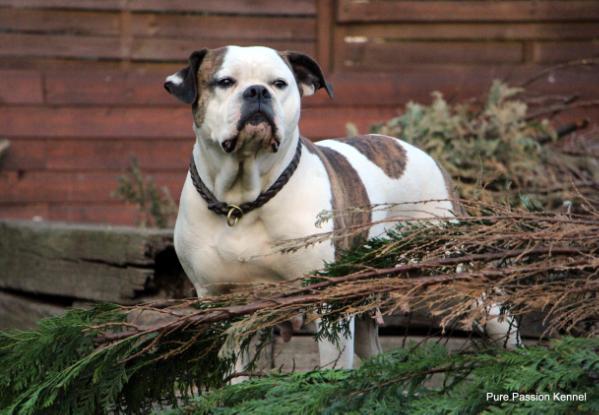 Silver Moon Bulls Heather | American Bulldog 