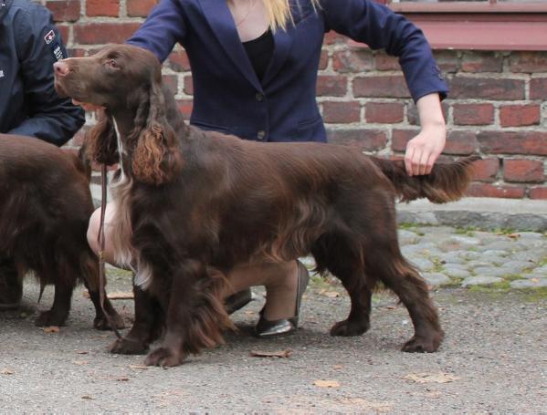 Goloworez Zapateado | Field Spaniel 