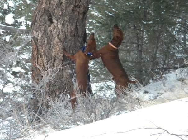 Crazy Mountain Midnight Gurty | Redbone Coonhound 