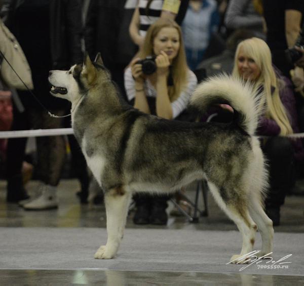 Gold of Maja Viva La Vida | Alaskan Malamute 