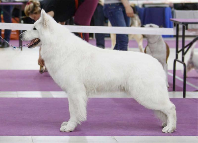 LARS DI CHIARA SORGENTE | White Swiss Shepherd Dog 