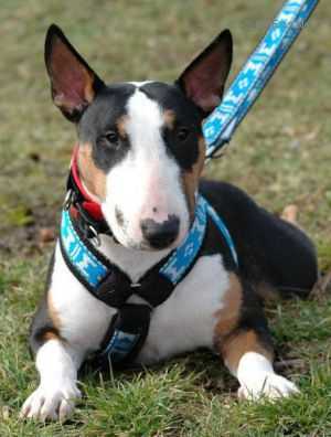 Qwibbel The Warrior | Miniature Bull Terrier 