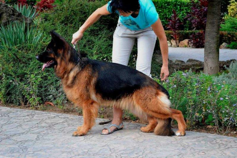 Harizma s Chjornogo Morja | German Shepherd Dog 