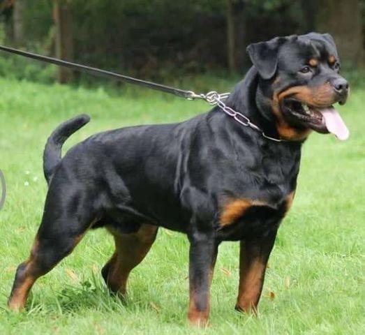 Frisko vom Norderdiek | Rottweiler 