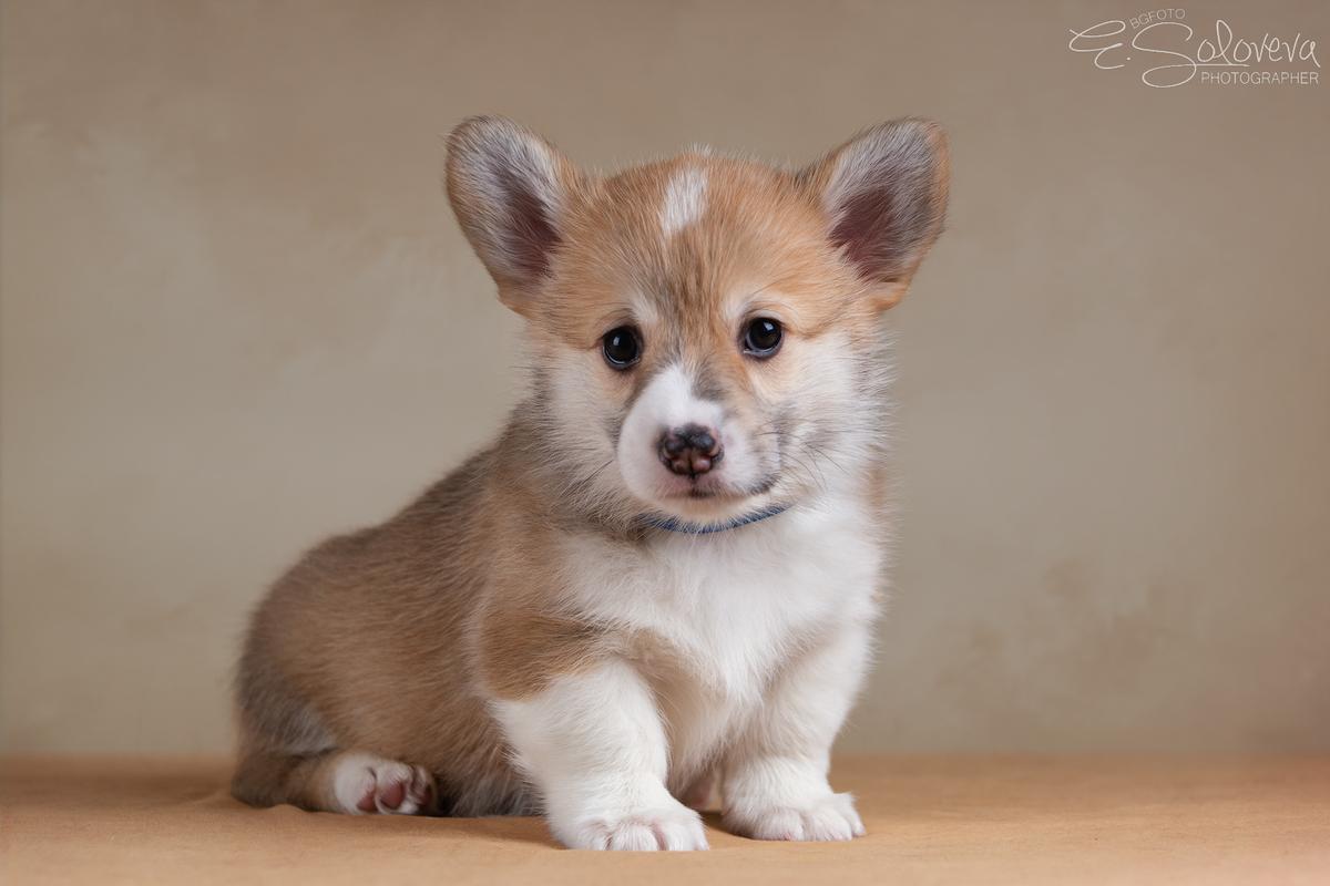 Terra Cauri Vitsel | Pembroke Welsh Corgi 