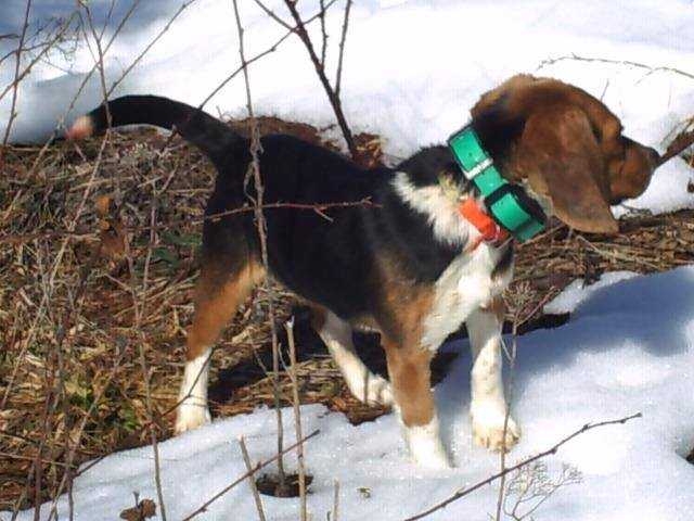 Millerlake's Littleman Jeb | Beagle 