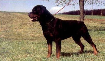 Dolf Vom Weissen Graben | Rottweiler 