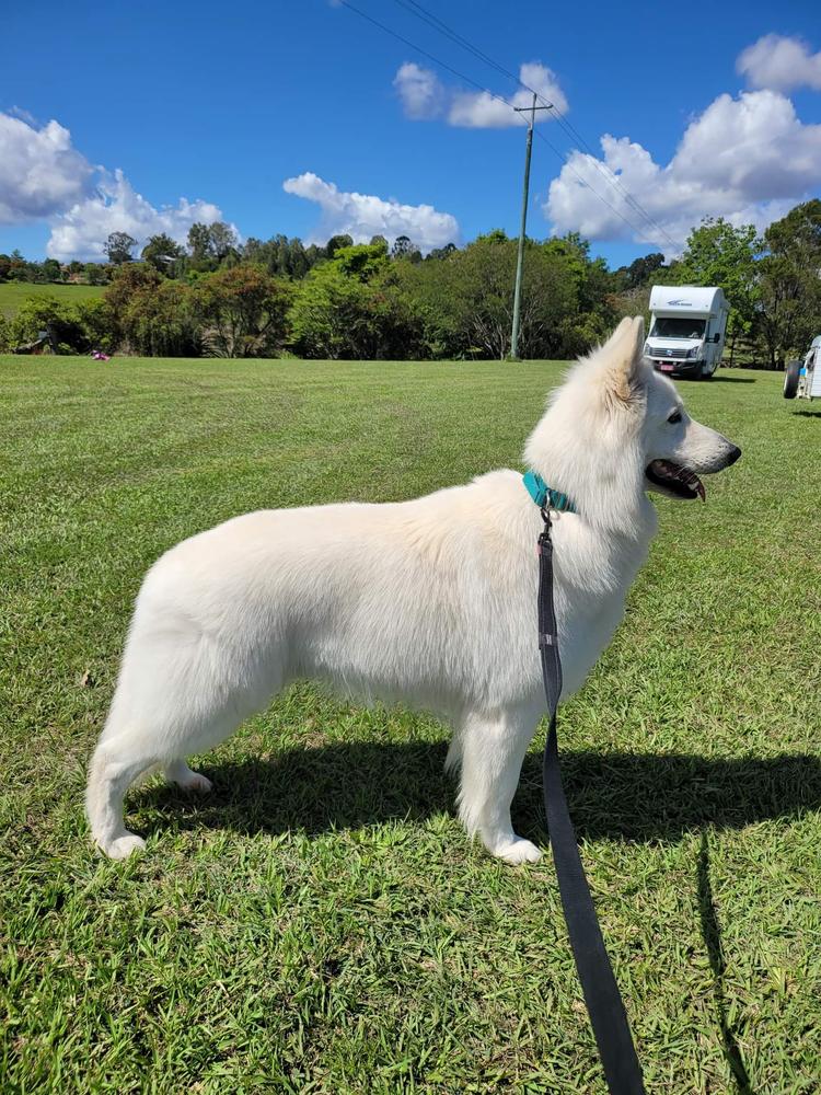 Diamondswiss Hunt For Stardom | White Swiss Shepherd Dog 