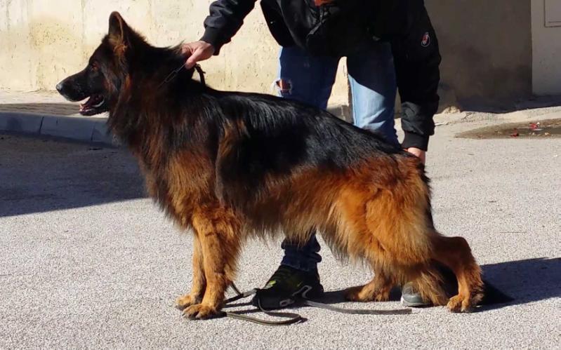 V-ROY DELLA SELVA SCURA | German Shepherd Dog 