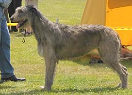 Mighty Hunter's Opal Melody | Irish Wolfhound 