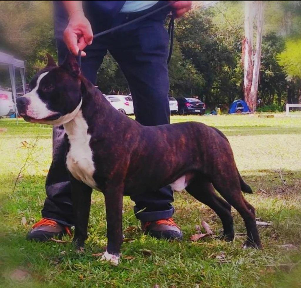Jânton Sinabulls Full Baterry Faraó | American Staffordshire Terrier 