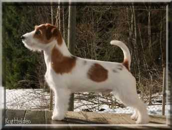 Gladfoten's R&amp;B Hunk | Jack Russell Terrier 