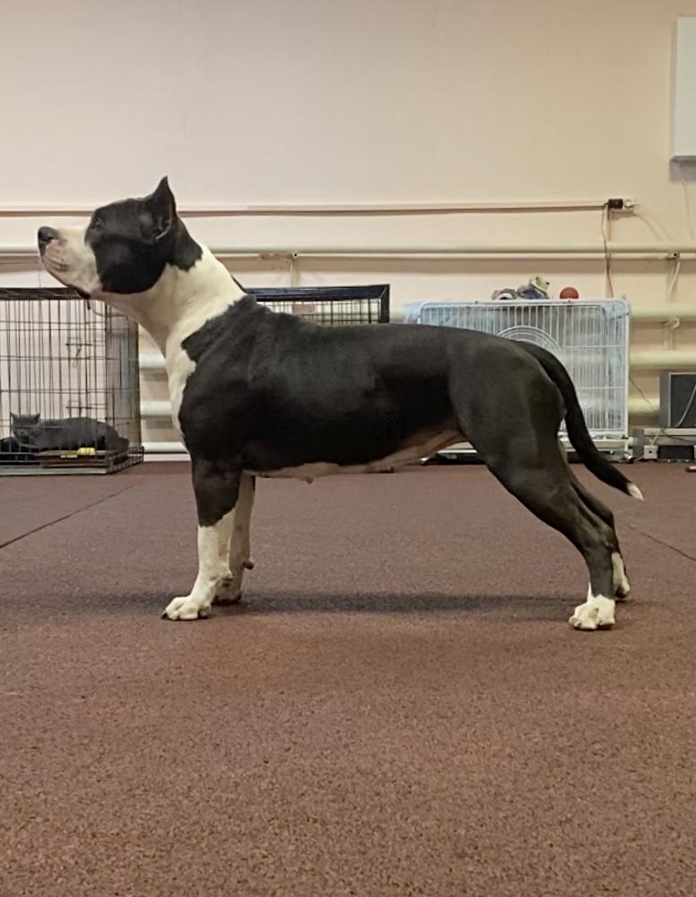 Otvazhnyj Drug Delta | American Staffordshire Terrier 