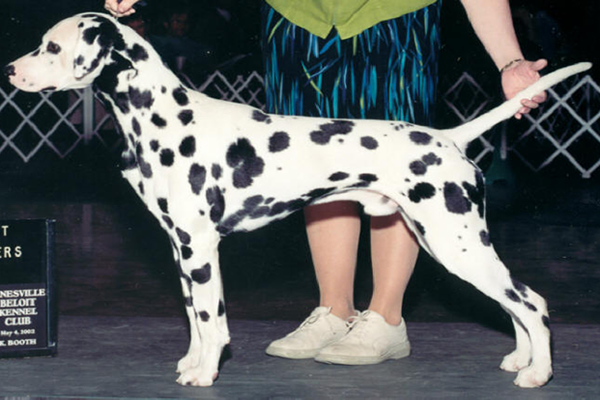 South St Smithforged Smart Alec | Dalmatian 