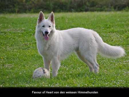 Favour of Heart von den weissen Himmelhunden | White Swiss Shepherd Dog 