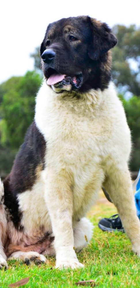 Stormitrooper Canisa De Marcus (IMP ROU) | Caucasian Mountain Dog 